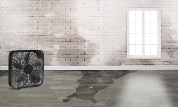 Best Water damage contractors near me  in De Graff, OH